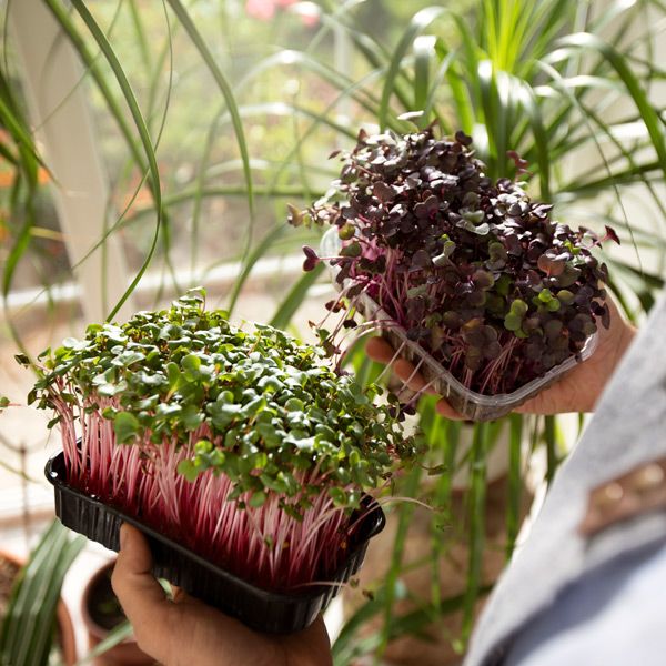 Plants being tended at a home and garden shop in Bryant, Arkansas