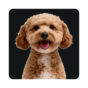 Sparky, the Lingo Technologies office dog