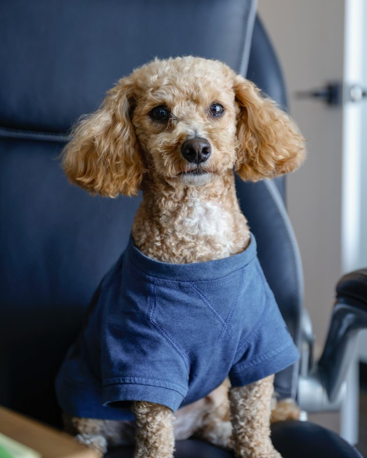 Sparky, Chief Morale Officer at Lingo Technologies